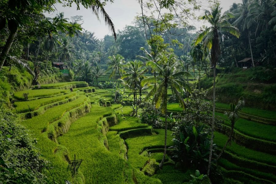 Rice terraces with palm trees in Tegallalang near Ubud